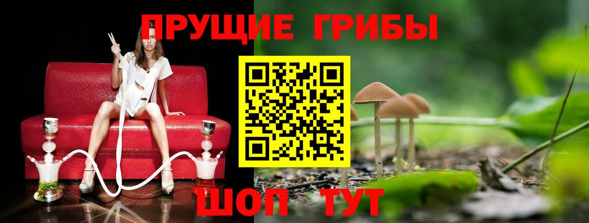 Псилоцибиновые грибы Psilocybine cubensis Можга